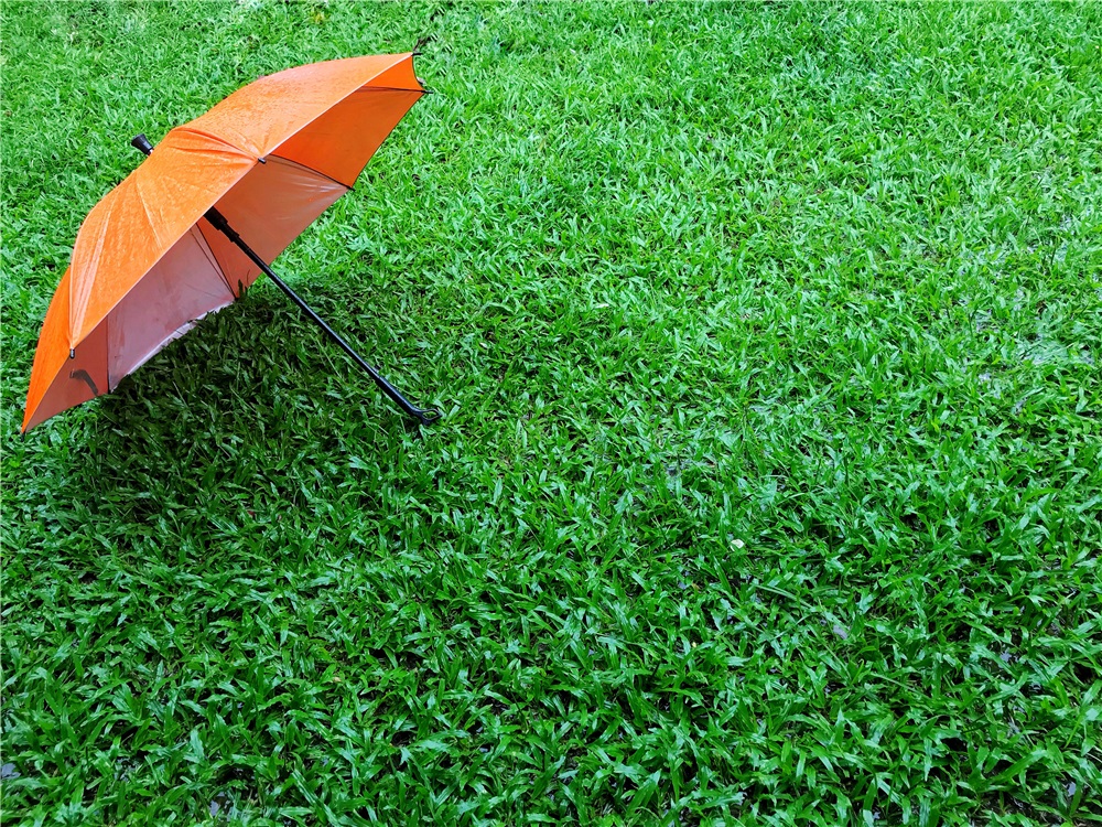News COSA SUCCEDE ALL'ERBA SINTETICA QUANDO PIOVE?