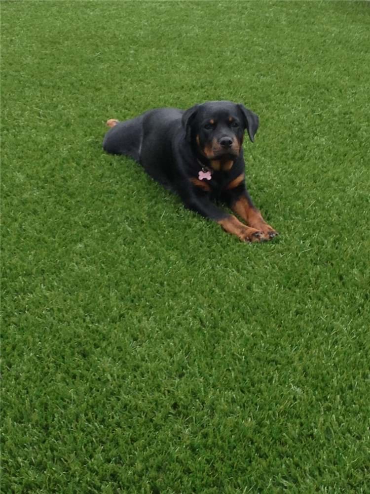 News Prato sintetico per Animali